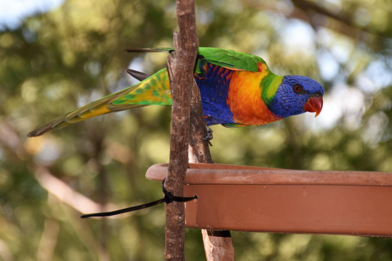 Mt Larcom Tourist Park Hotel Mount Larcom Buitenkant foto